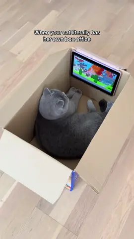 Loving life 🐱📺 #happycat #catsoftiktok #cat #catlife #cattok 