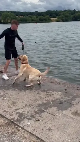 Funny Labrador #usa #funnyvideos #fyp #animals #dog #dogsoftiktok #funnydog #doglover #labrador #cutedog 
