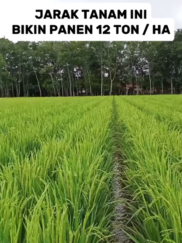 JARAK TANAM INI BIKIN PANEN PADI TEMBUS 12 TON/HA #fypシ゚ #fyppppppppppppppppppppppp #trending #trendingtiktok #petaniindonesia🇮🇩🇮🇩🇮🇩🌿🌿 