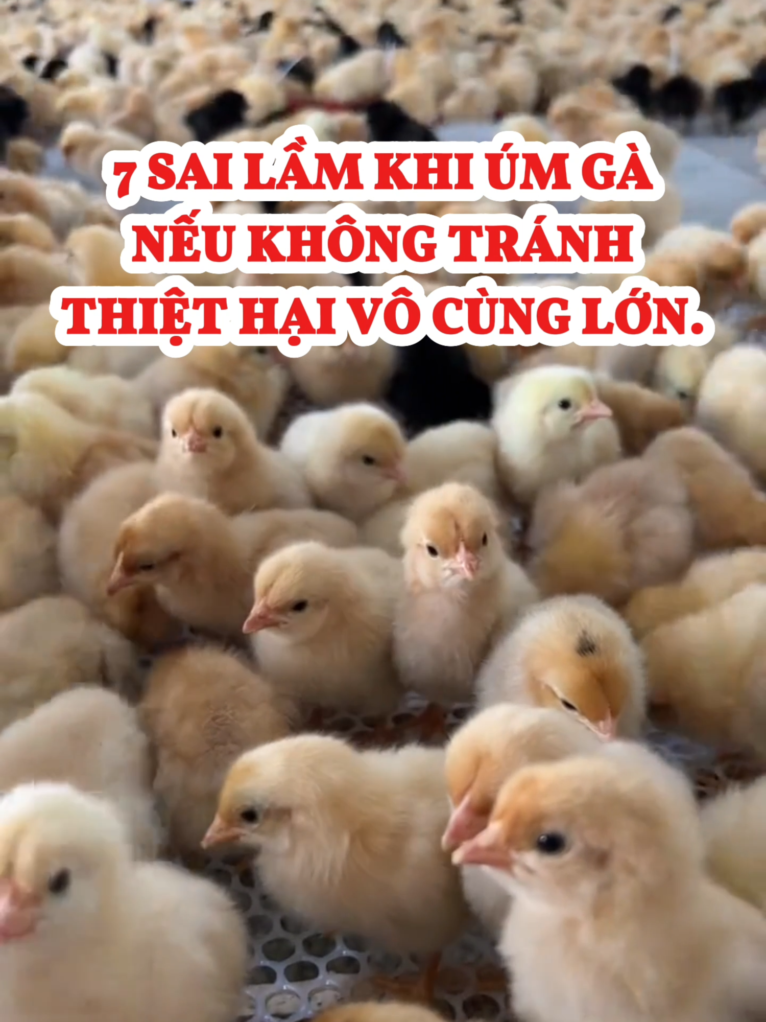 7 sai lầm mà bà con nào cũng từng mắc khi úm gà #bioprotect #channuoi #kinhnghiemchannuoi #chănnuôi #Pharmavet #channuoiga
