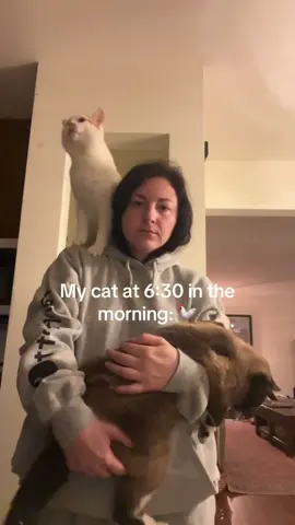 Cat’s strange cry #foryou #funnytiktok #funny #funnyvideos #tiktok #cat #catsoftiktok #funnycat 