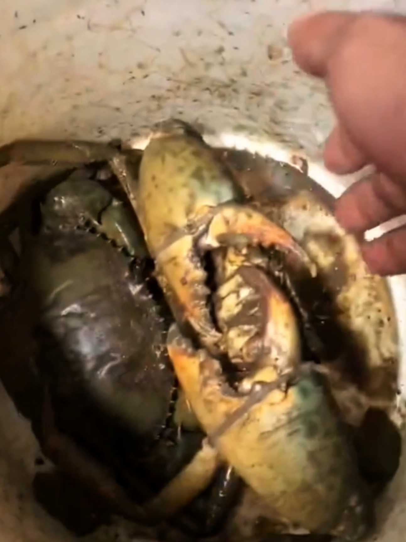 tui mà Giuộc dây ra thì ông biết 😝 #xuhuong #cuathit #cuabien 