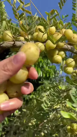 Là quả Me Rừng ( mắc kham ) đó các Bác ạ #caygiong #cayanqua #caygiongmerung 