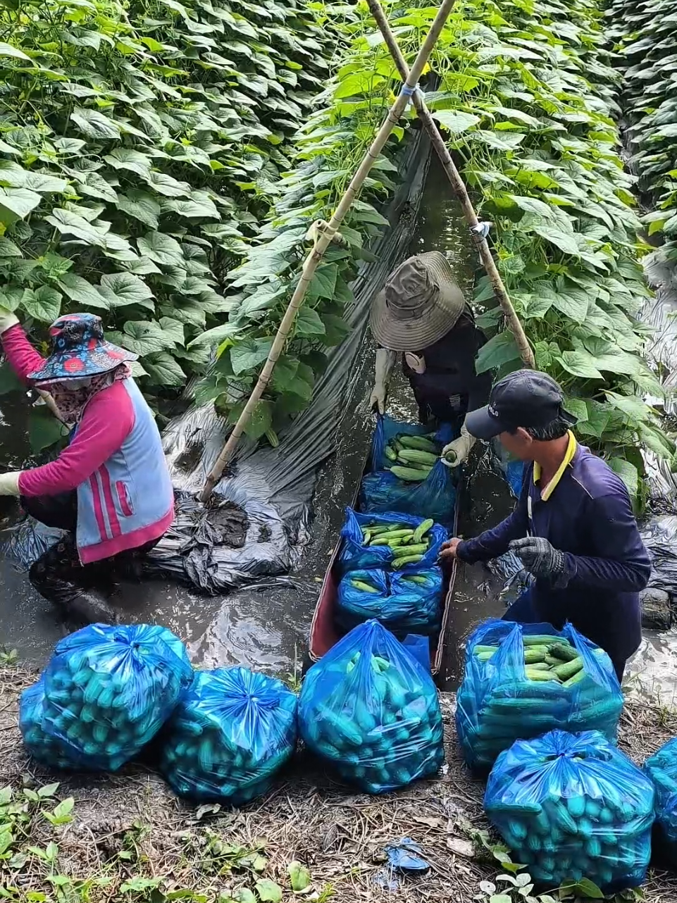Nguyên nhân dưa leo giá cao thời gian gần đây #dualeo #nongnghiep #mientay #tahura #xuhuong 