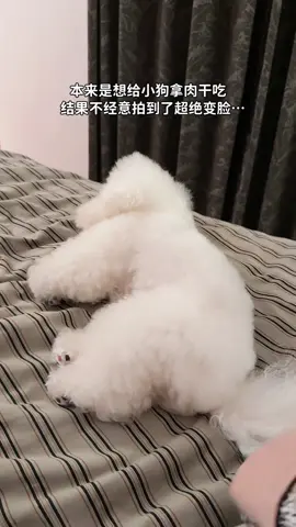 小狗怎么还有两幅面孔啊！ #修勾 #不养狗不知道养狗的乐趣 #万物可爱计划