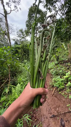 #petani #petanimuda #petanimilenial #petaniindonesia🇮🇩🇮🇩🇮🇩🌿🌿 #fy 