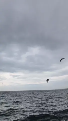 Selamün aleyküm #tevhid 