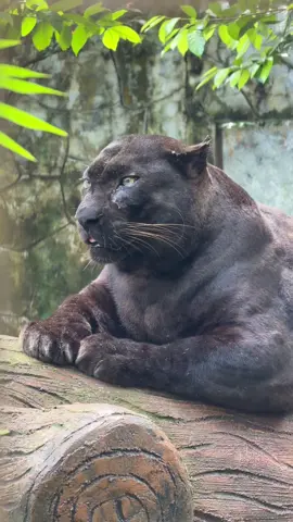 APOH!! #zoonegaramalaysia 