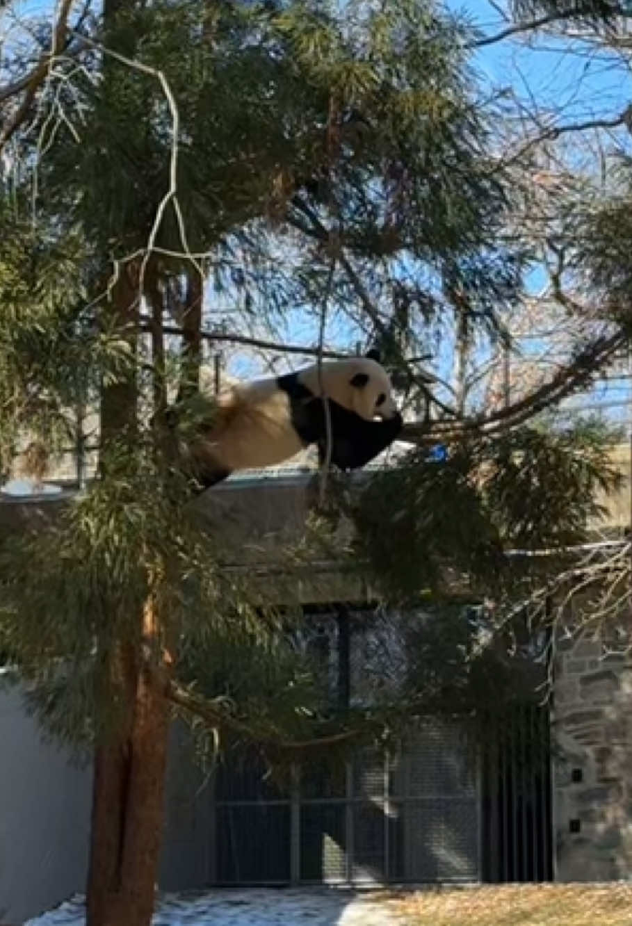 Panda 🐼 I feel very happy when I see pandas 🥰#panda #pandas #happy #cutepanda #interesting #fyp #lovepanda #usa🇺🇸 #kungfupanda #fouryou #funnyvideos #cutebaby 
