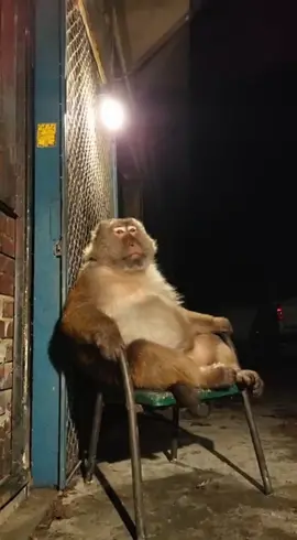 Just another night in the WildBits universe 😎🐒 POV: The coolest guy in the neighborhood 🌃#wildbits #viralvideo #comedytok #funnyanimals #lol 