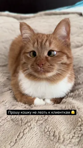 И что с ней делать вот? 😹  #рыжаякошка #милыекотики #мемыскотиками #маникюрнекрасовка #маникюр 