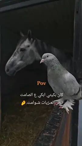 راهوو مافي حدا يستاهل في هل دنيااا اشوف دموع عيونك غير الله بس 👌 #لايك #حركة_إكسبلور #متابعه_ولايك_واكسبلور_فضلا_ليس_امر #fypシ゚ #tiktokindia 