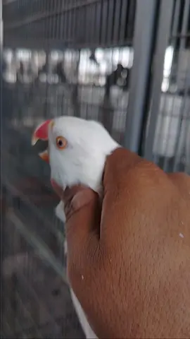 mashallah white Gold 🪙 #parrotslover #birdslove #foryoupage #growmyaccount #fypシ゚ 