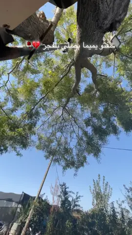 شفتو يميما 🥀🥀#ياعمري🌹 #تصميم_فيديوهات🎶🎤🎬 #عرب48فلسطين #الشعب_الصيني_ماله_حل😂😂 #رام_الله 