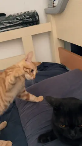 Ending nya 😭 #kucing #kucinglucu #cats #cat #kucingku 