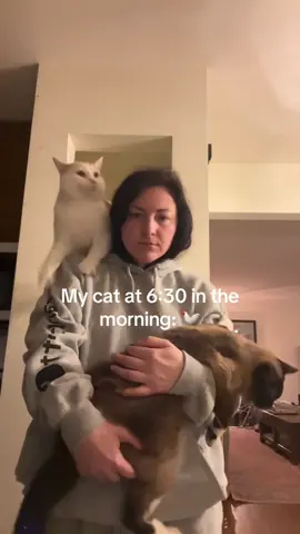 I feel like cats can make any animal sound #funny #cat #funnycat #cutecat #tiktok #catsoftiktok #foryou 