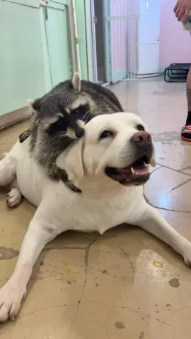 사랑인가? ❤️ #미어캣족장 #doglover #raccoon #ソウル #mapache 