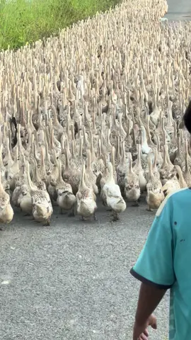 10 vạn 🦆😁😁