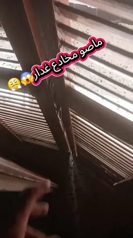 #ماصو #ميكانيكي #اسبانيا🇪🇸_ايطاليا🇮🇹_البرتغال🇵🇹 #الجزائر🇩🇿 #france🇫🇷 