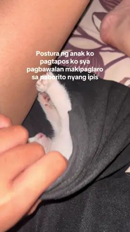 #fyppppppppppppppppppppppp #fyp #cat 