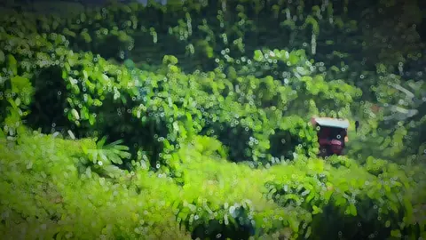 Khoán 1tạ 200k mấy bro làm chứ#cafe #taynguyen #fyp 