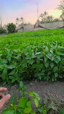 #ريحان #اولئ#لايكات_الاكسبلور_متابعه 