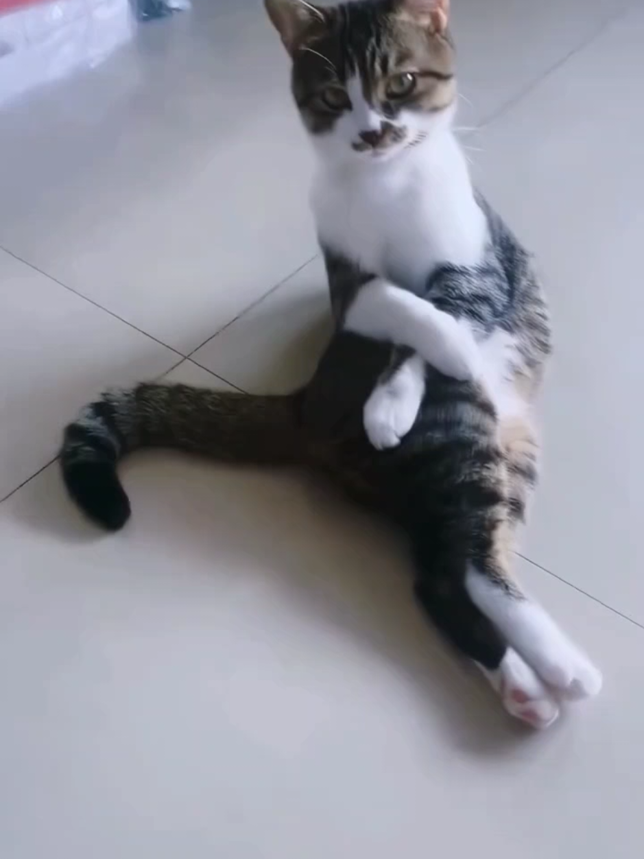 #funnyvideos #lolfunny #cat Cats being cats🤣