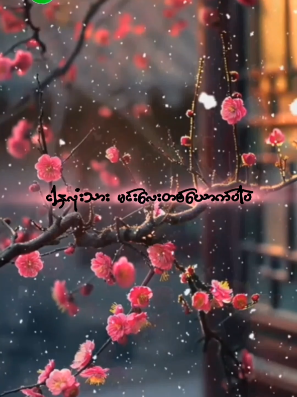 🌸ချယ်ရီသက်သေ🌸 #trendဖြစ်နေတဲ့သီချင်းလေးနဲ့💗🌺 #fyp #fypシ゚ #tiktokmyanmar🇲🇲 #tiktok 