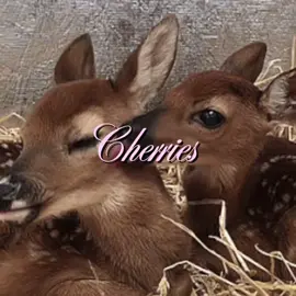 Summer Wine - Lana del rey #unreleased #doll #pink #lanadelrey #viral 