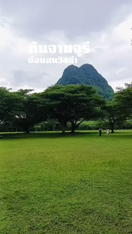 ต้นจามจุรี ที่บ่อแสนวิลล่า มุมลับกลางหุบเขาเขียวขจี จังหวัดพังงา ลานกว้างๆ ท่ามกลางทุ่งหญ้าแสนสวย #ที่เที่ยวพังงา #ต้นจามจุรีบ่อแสนวิลล่า #คาเฟ่บ่อแสนวิลล่า #บ่อแสนวิลล่า  #เที่ยวสนุกทัวร์ 