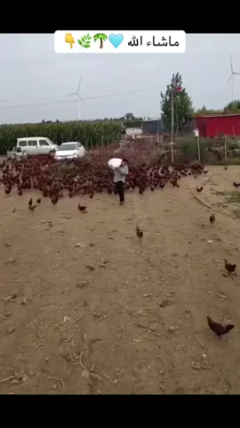 #قران_كريم #قرآن_كريم_راحة_نفسية🌷🌻 #الشيخ_الشحات_محمد_انور #اكسبلور #السعودية_الكويت_مصر_العراق_لبنان 