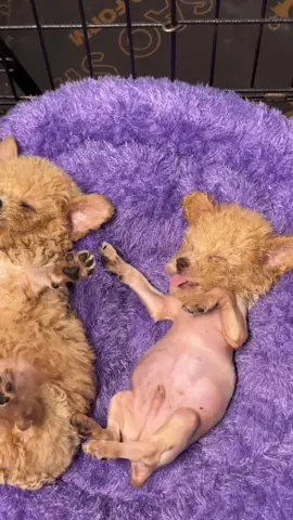 Lạnh nha mấy ní ơi.#kênhcủaBaChó #poodle 