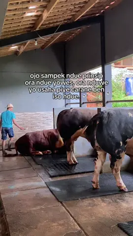 Semangat sek bolo#peternakmuda #blantikmudapunyacerita #sapikontes #sanfeed #luwehberkah 