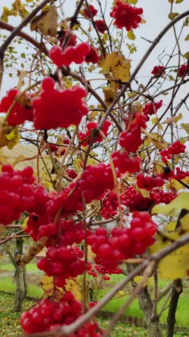 #добрыйдень#природа#красивыйоктябрь#