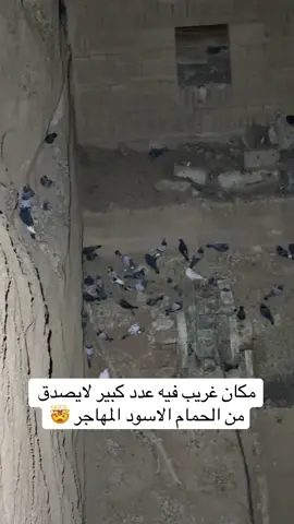 #اماكن#الحمام#الاسود#المهاجر#اكسبلور 