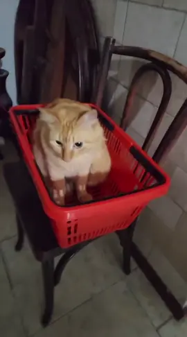 eu desisto. #fyppppppppppppppppppppppp #fyp #catsoftiktok #gatos #cat 