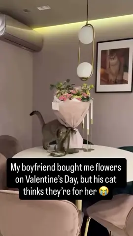 😭😭😭 #softcatstory #kucinglucu #catsoft #cutecats #foryou 