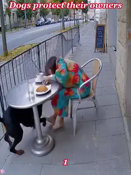 Dogs can always protect their owners in times of crisis#dog #fyp #usa🇺🇸 #tiktok 