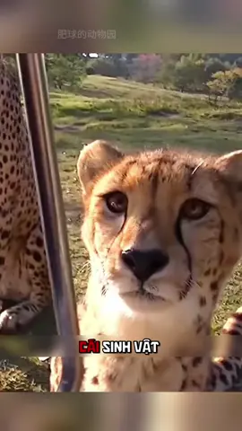 Báo Cheetah: Chạy Như Ferrari, Khóc Như Hello Kitty. #khampha #thuvi #dongvat #báo #fyp 