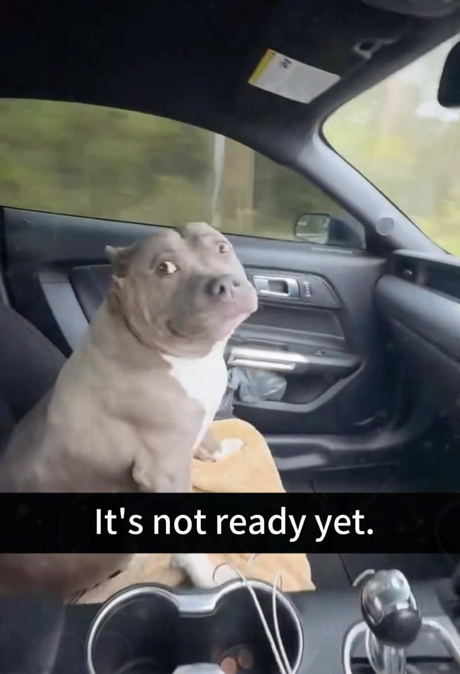 Meet the World’s Funniest Pit Bull——Laughter Guaranteed 🐾✨ #PitBullComedy#PetsOfTikTok #DogsOfTikTok#FunnyPets #DogLover #ViralDog#Fyp#usa🇺🇸 #usa_tiktok 