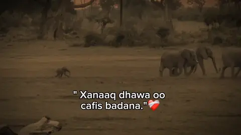 #fypviral #fyシviral #maahiz #foryou #foryoupage 