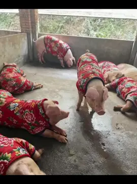 hôm nay ấm rùi...