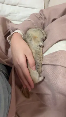 I’m sleepy〜 😴😴🐿️#リチャードソンジリス #リス #ペット #squirrel #ビスくん 