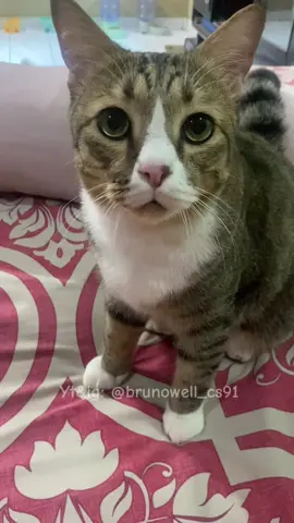 #fyppppppppppppp#fypviralシ#kucingtiktok#kucinglucu#meme 