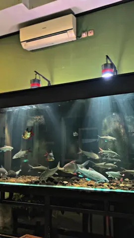 Pantes disebut ikan dewa 🥶 . #mahseertankindonesia #mahseer #fishkeeping #aquarium #predatorfish 