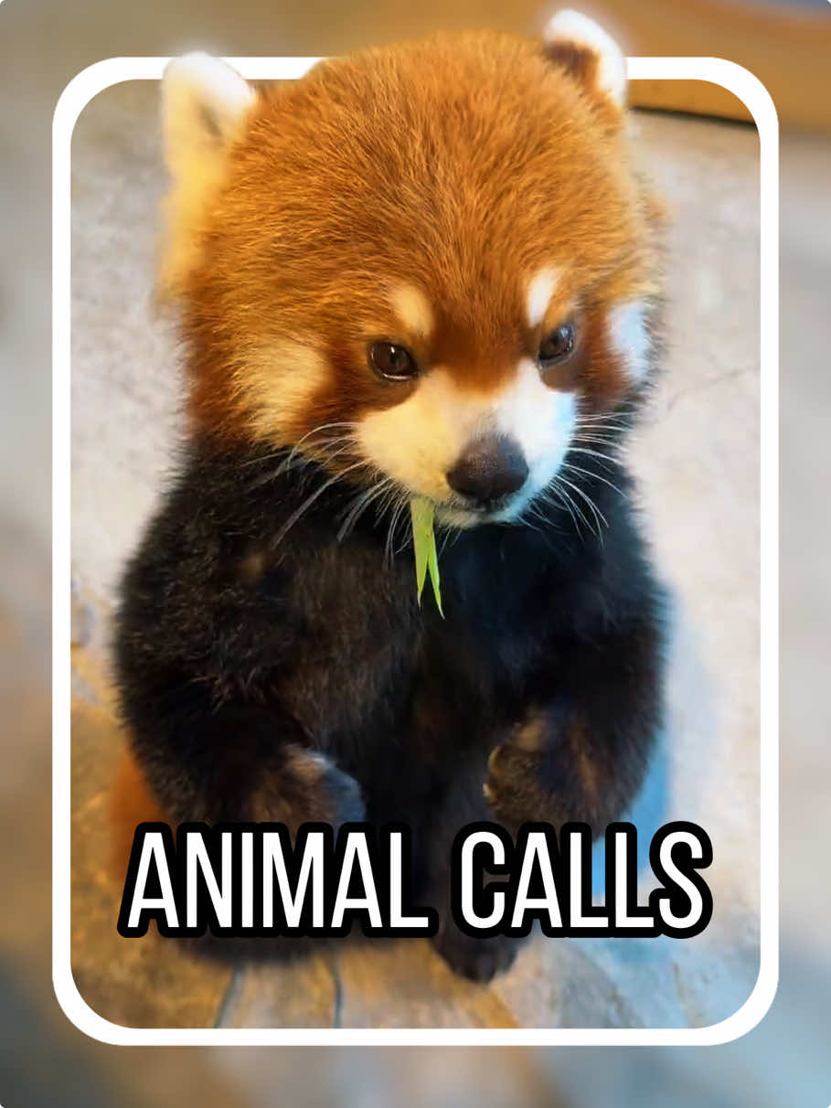 What animal is this? #tiktok #fyp #animals #DidYouKnow #LearnOnTikTok 