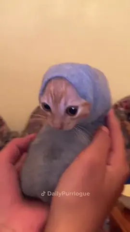 #cat #catsoftiktok #funnycats #catlover 