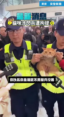 貓咪閃兵在機場遭警察拘提！ Cat arrested for skipping draft! #貓咪 #閃兵 #taiwan #兵役 #搞笑 
