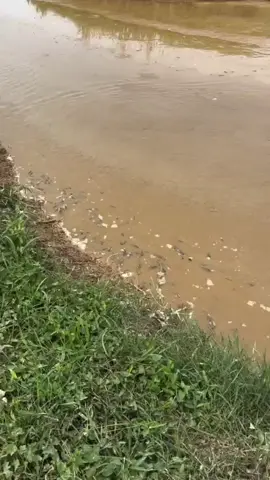 munggut iwak e