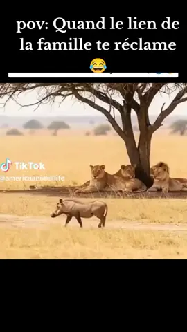 #creatorsearchinsight #motivation #lion 